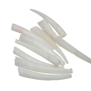 Ten (10) 0.75&quot; to 1.00&quot; Dentalium Vernedei Shells (208-D-M) Y2H