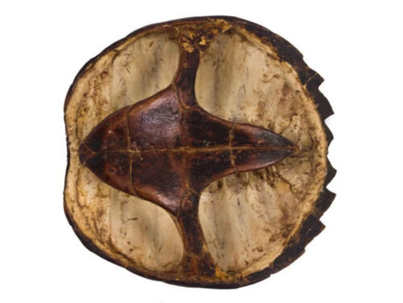 5 to 8 Real Snapping Turtle Shell With Plastron - Etsy