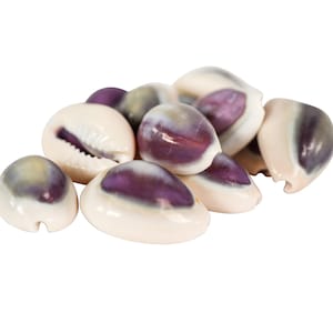 Ten (10) pack of Purple Cowrie Shells (269-275-D) Y1J