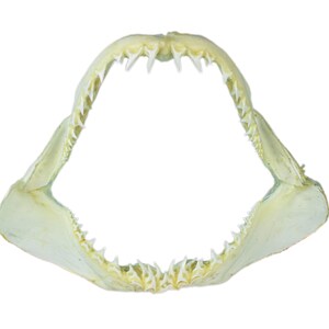 Real Mako Shark Jaw 13&quot; - 14&quot;: Gallery (561-J17-1314-G3562) Y1K