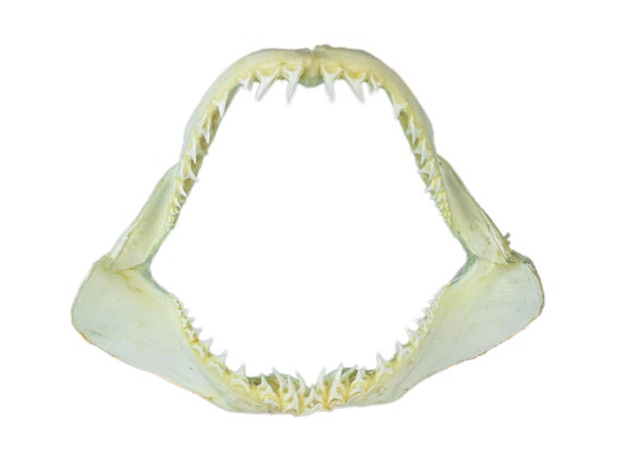 13インチ マコシャークの顎 Real Mako Shark Jaw 13