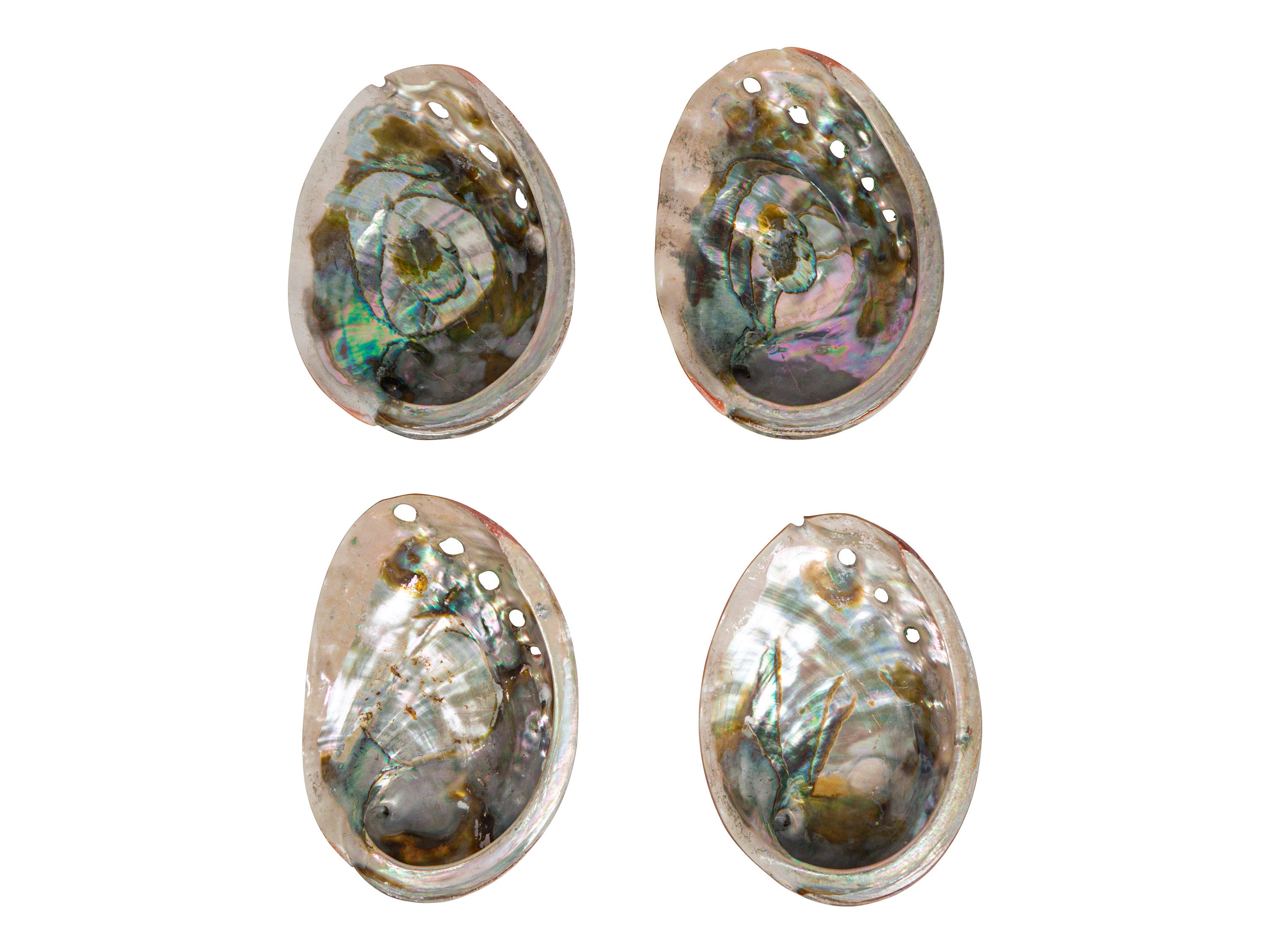 One (1) Random Assorted Polished Mexican Red Abalone Shell