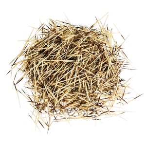 North American Porcupine Quills: 1/2 oz. Bag (184-01) Y1L