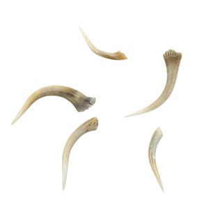 May include: Five curved, off-white claws of varying sizes are scattered against a white background. The claws have a smooth, polished appearance, with a gradient of color from a light tan to a bright white at the tips. The claws appear to be from an animal.
