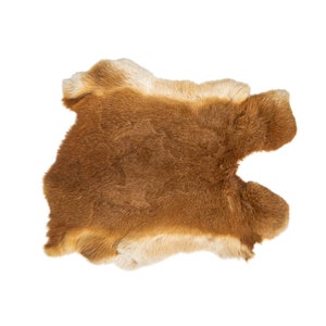 Grade #1/#2 Fawn Czech Breeder Rabbit Skin (283-1-CZNFA-G4855) Upstairs