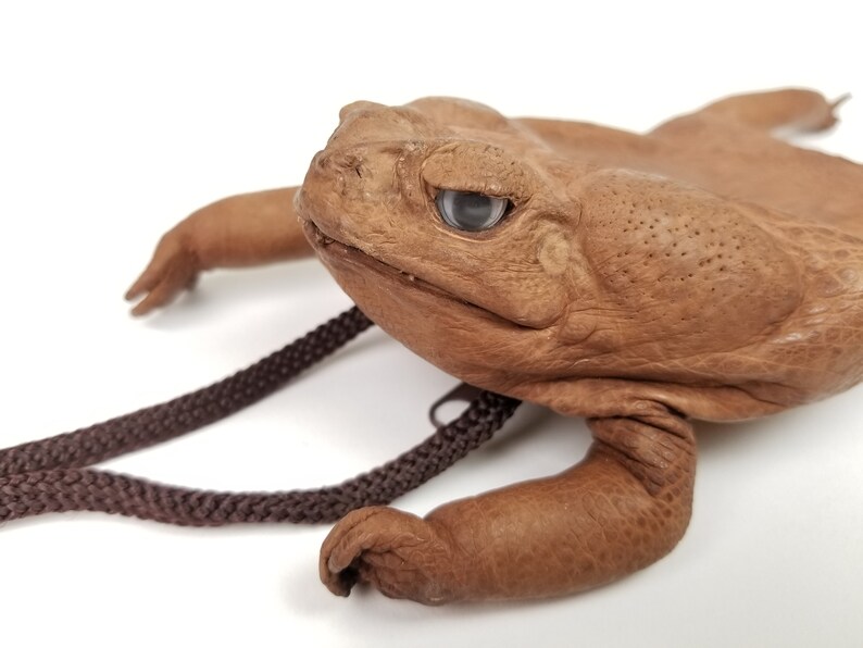Real Cane Toad Necklace Pouch 101920NA C15 Etsy