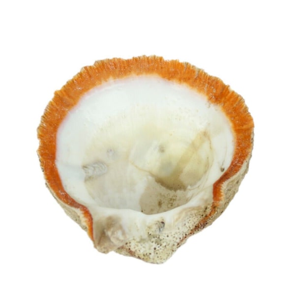 Red Orange Spiny Oyster Shell – Second Quality (1086-12-G3339) Y1J