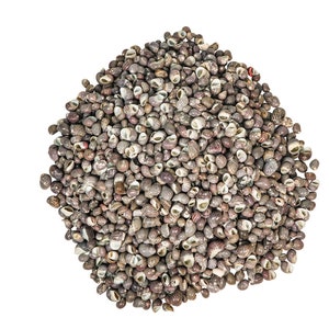 Neritina Parallela Shells: 0.25&quot;-0.75&quot; 1-KG bag (2.2 lbs) (2HS-4109K-KG) 9UL5