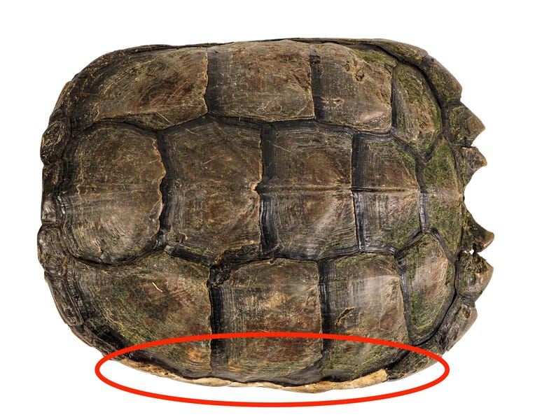 Real 11" Snapping Turtle Shell With Plastron (229-WP-1011-G6666) - Etsy