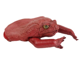 Red Dyed Cane Toad Coin Pouch (1019-10M-RD)
