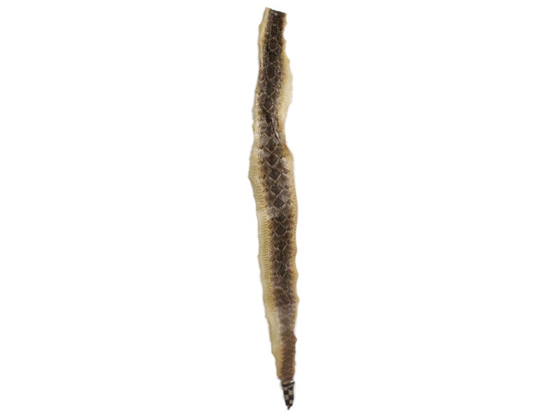 598-SRS-G2192 N Gallery Rattlesnake Skin WITHOUT rattle