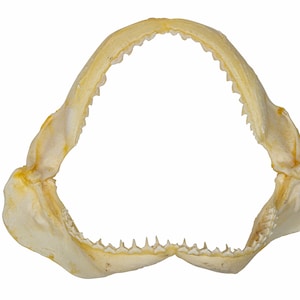 Real Bull Shark Jaw 7.5&quot; (561-J16-07-G6209) Y3K