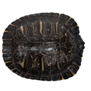 May include: Close-up of a turtle shell with a black and yellow pattern.