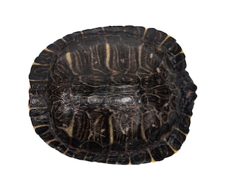 May include: Close-up of a turtle shell with a black and yellow pattern.