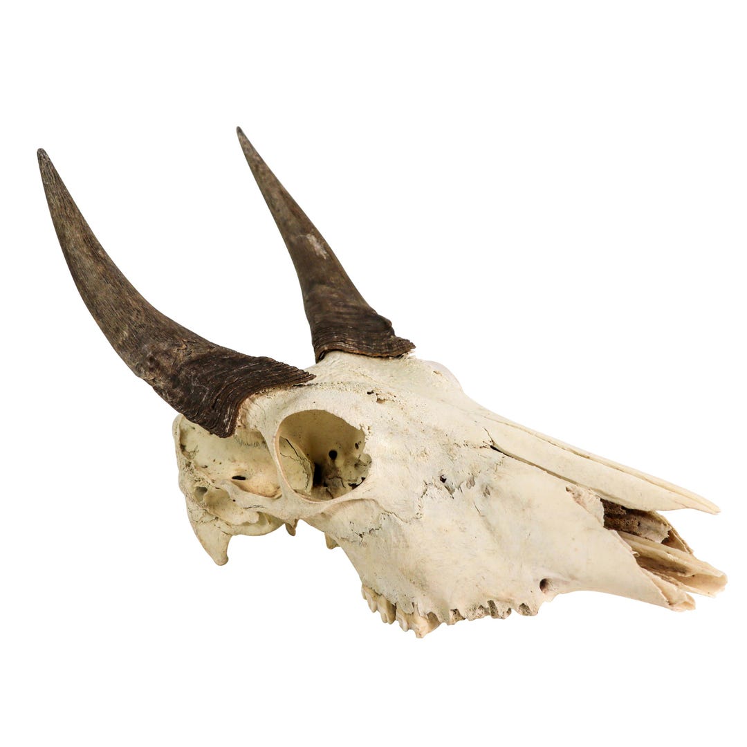 n*r様 蝦夷鹿hunting trophy（deer skull）天然 Springbok Full Skull
