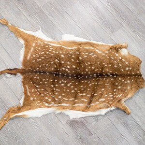 Axis Deer Hide: Medium (488-M-G6213) Y1H
