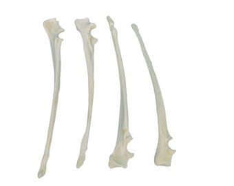 Four Coyote Ulna Leg Bones (1116-21)