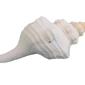 Mexican Horse Conch Shell: 10-11&quot; (1362-1011) Y3J