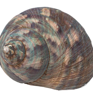 Raw Camouflage Turbo Sarmaticus Shell Medium Size (672-R-M) L31