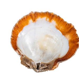 Red Orange Spiny Oyster Shell – First Quality (1086-41-G6334) Y1X