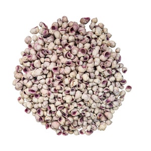 Purple Coral Shells 0.50&quot;-0.75&quot;: 1-KG bag (2.2 lbs) (2HS-3375-KG) Y3K