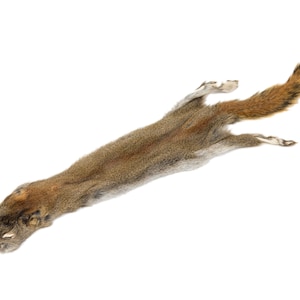 Canadian Red Pine Squirrel Skin with Tail - First Quality (32-10-1-AS) Y2K