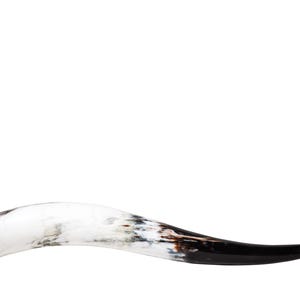 May include: A curved, polished horn with a gradient of colors. The base is white with gray and brown marbling, transitioning to a glossy black tip. The horn is set against a clean white background.