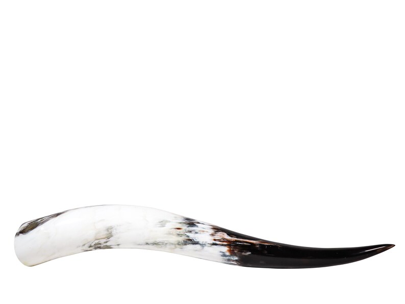 May include: A curved, polished horn with a gradient of colors. The base is white with gray and brown marbling, transitioning to a glossy black tip. The horn is set against a clean white background.