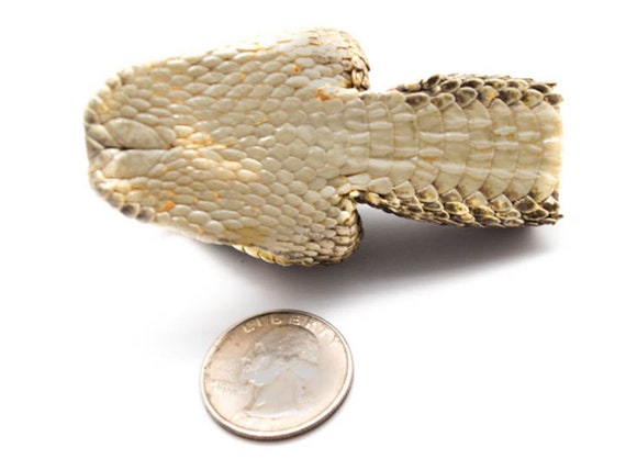 AZ-598-P518 Real Rattlesnake Head Closed Mouth
