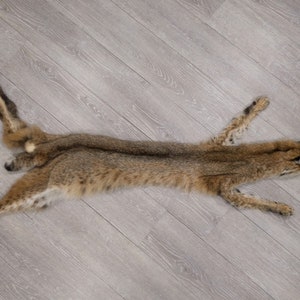 Real Bobcat Skin with Feet (338-WF-G2420) Z