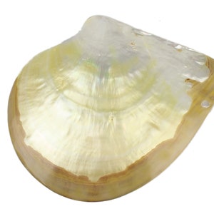One Polished Gold Lip Mother Of Pearl Shell 7&quot; (1085-7) D7