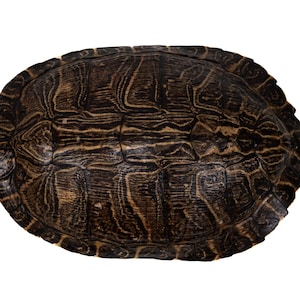 May include: Close-up of a turtle shell, showcasing a detailed pattern of dark brown and tan hues. The shell's surface has a textured appearance with intricate lines and shapes, creating a natural, organic design. The shell is oval-shaped and isolated on a white background.
