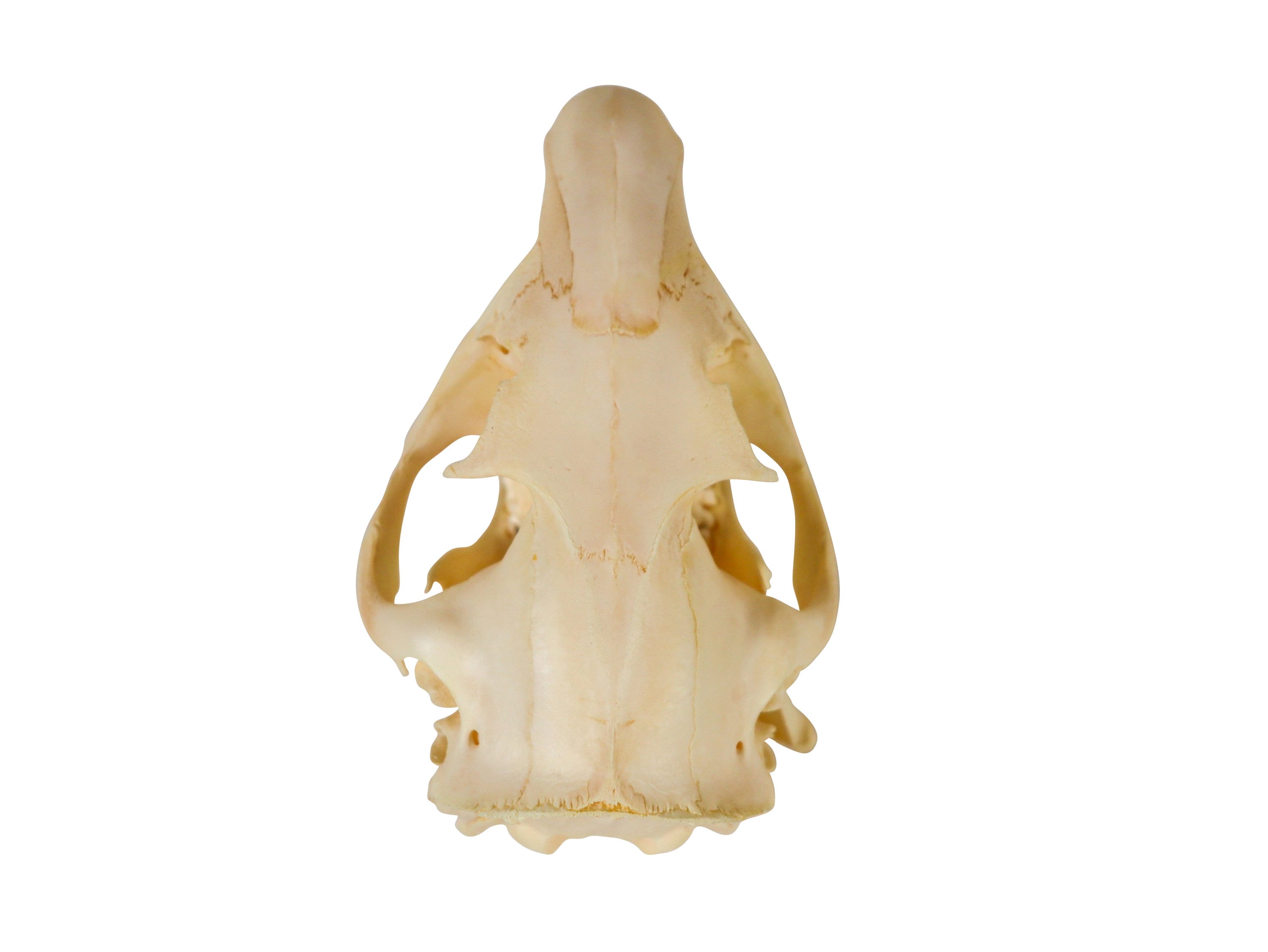 Groundhog/woodchuck Skull (15-234 ) C01 - Etsy