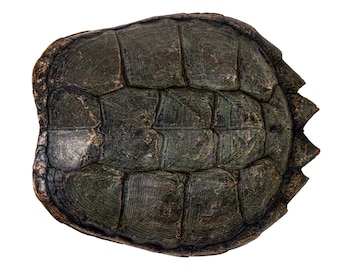 Snapping Turtle Shell 11.25 Inches - Etsy
