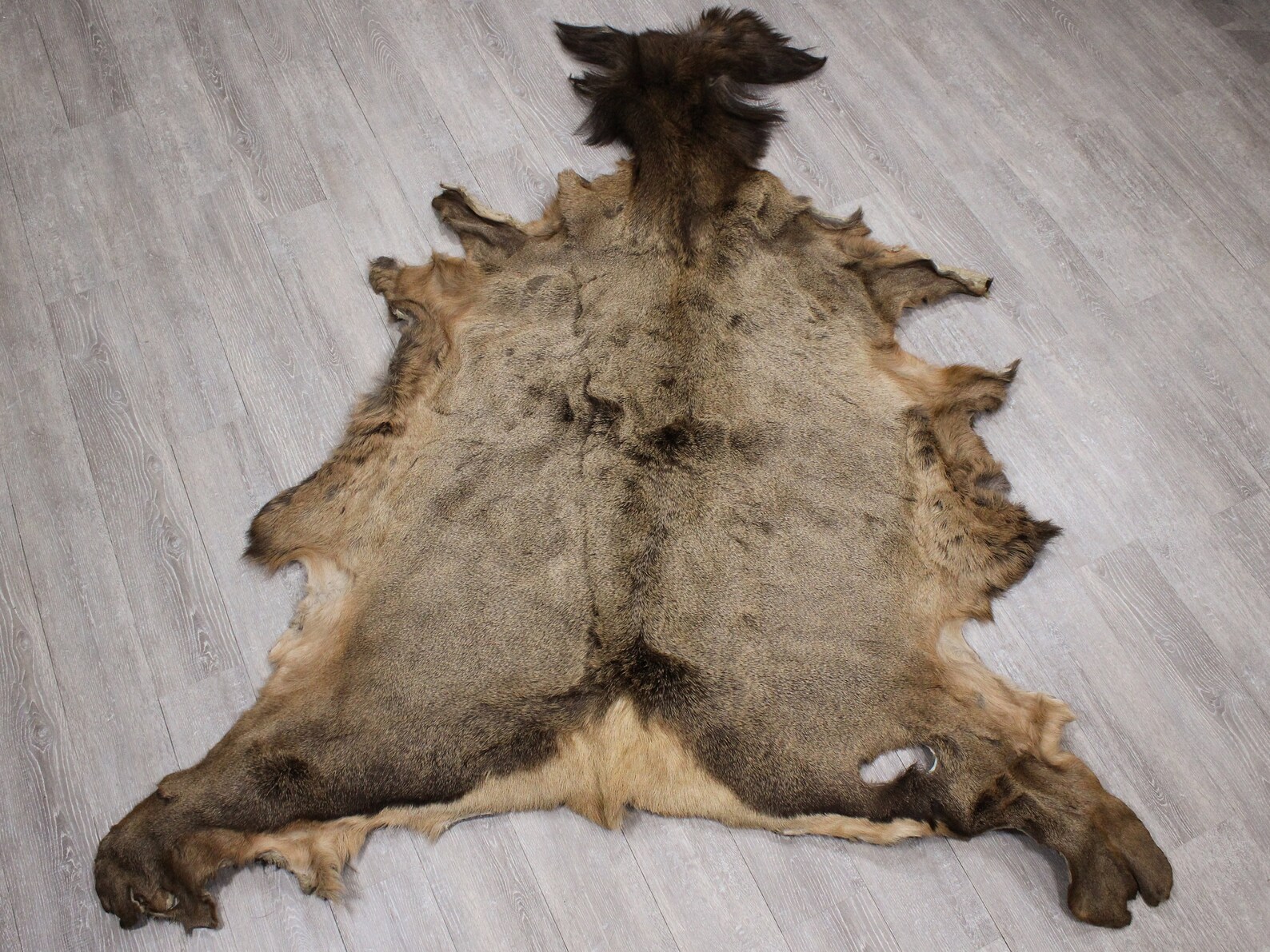 Tanned Elk Hide Gallery 43G3253 10UF Etsy