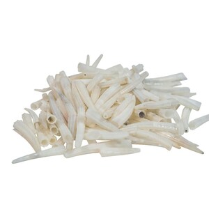 100 pieces of 0.5&quot; to 1&quot; Dentalium Octagulatum Shells (267-C-S) 9UD6