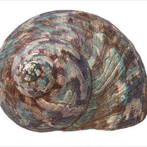 May include: A large, brown and green seashell with a swirling pattern. The shell has a smooth, glossy finish.