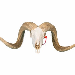 Authentic Ram Skull (15-233-G3979) Y1J