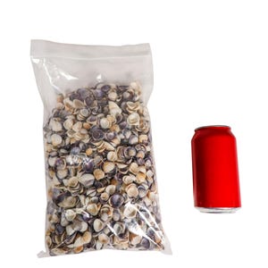 May include: A clear plastic bag filled with a large quantity of small, assorted seashells. The shells are mostly white and beige with some purple accents. A red aluminum can is next to the bag for size comparison.