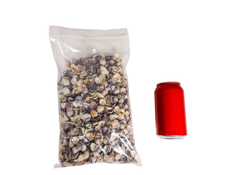 May include: A clear plastic bag filled with a large quantity of small, assorted seashells. The shells are mostly white and beige with some purple accents. A red aluminum can is next to the bag for size comparison.