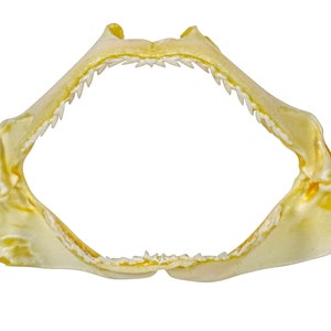 Real Bull Shark Jaw 3-4&quot; (561-J16-03-AS) Y3K