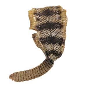 May include: A shed snakeskin with a brown and black pattern. The skin is curled into a J shape with the tail end at the bottom of the image.