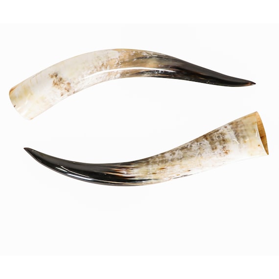 Matching Pair of 26.5" Polished Steer Horns (304-P2426-G6489)