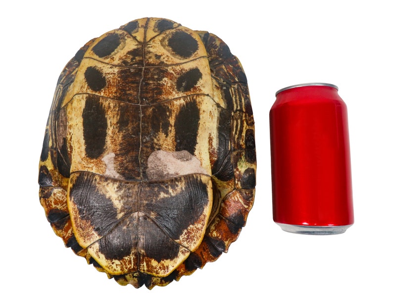 Tortuga Red Shell 8