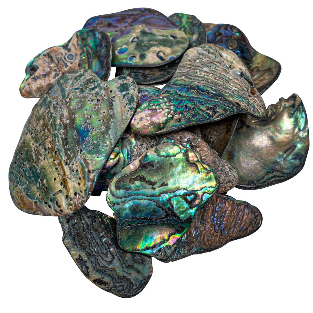 Random Assorted Paua Abalone Shell Pieces Satin: Medium 1/4 Lb (565 ...
