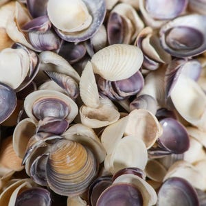 May include: A close-up of a collection of seashells in various shades of white, purple, and brown. The shells are arranged in a random pattern, creating a textured and organic background.