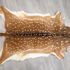 Axis Deer Hide Upholstery Grade: Large (488-UPL-G6210) Y1H