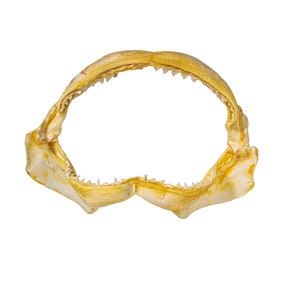 Real Bull Shark Jaw 10.5&quot; (561-J16-10-G4908) Y3K