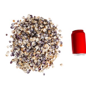 May include: A large pile of small, white, brown, and purple seashells on a white background. A red aluminum can is to the right of the seashells.