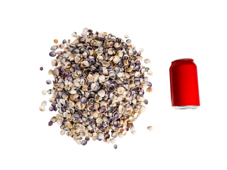 May include: A large pile of small, white, brown, and purple seashells on a white background. A red aluminum can is to the right of the seashells.